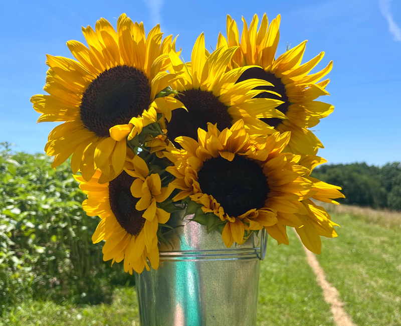 featured-events-sunflowers