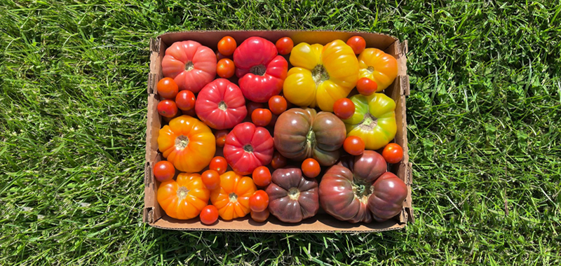 Tomato Crate Tomato Crate