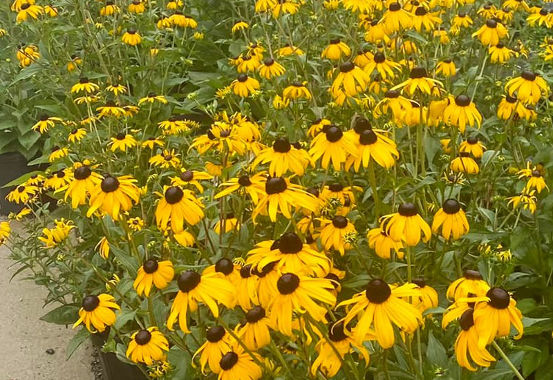 Annuals - Yellow Flowers
