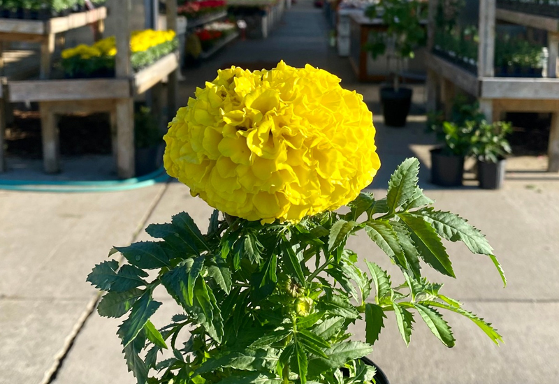 Close Up Yellow Flower