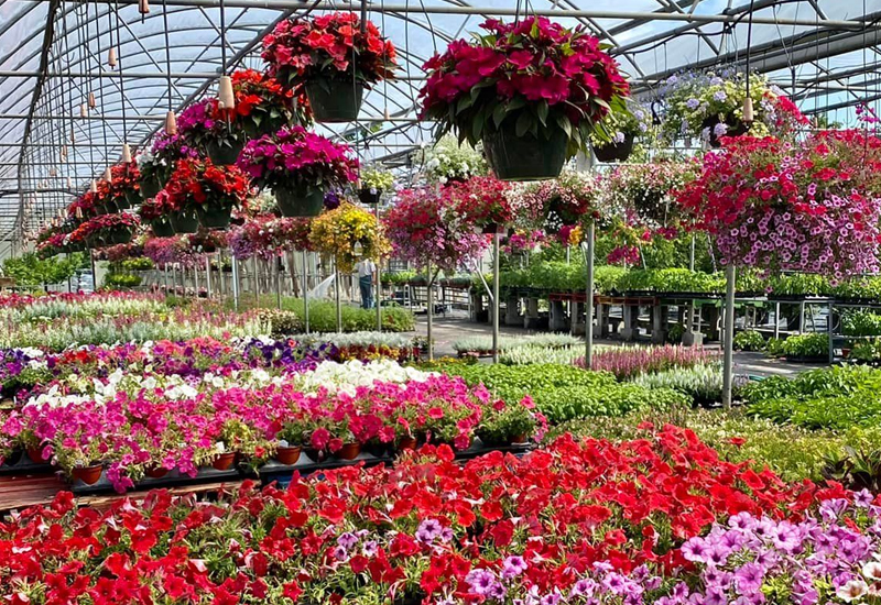 Garden Flowers In Greenhouse