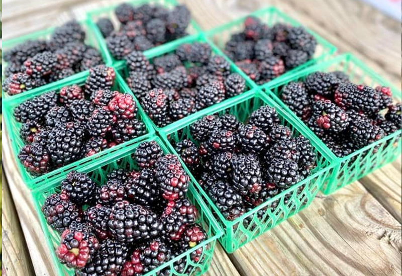Blackberries