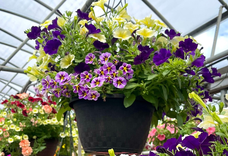Purple & Yellow Hanging Flowers