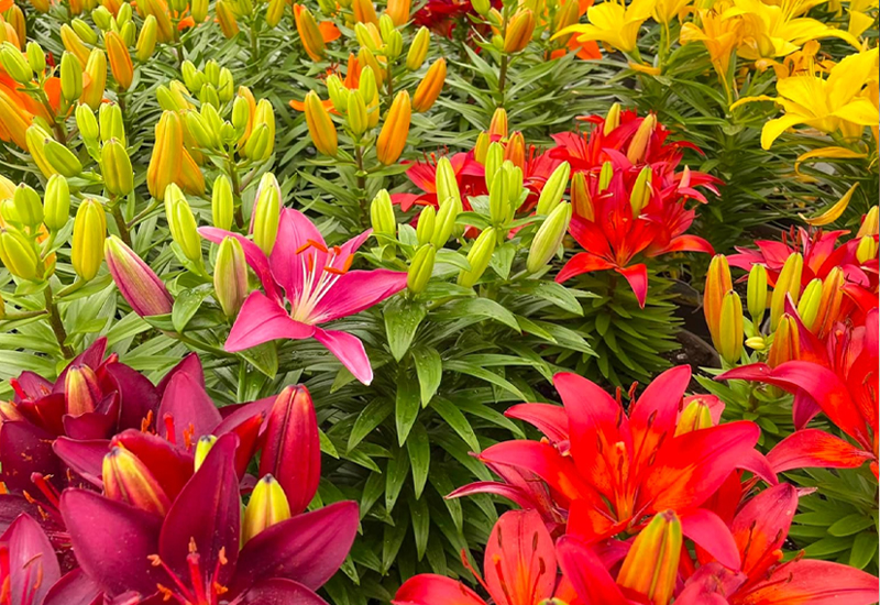 Close Up On Lillies