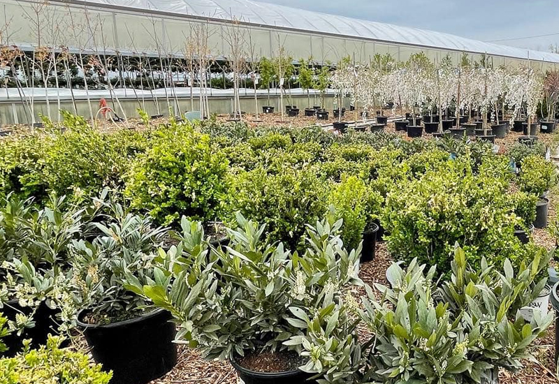 Large Selection of Garden Shrubs