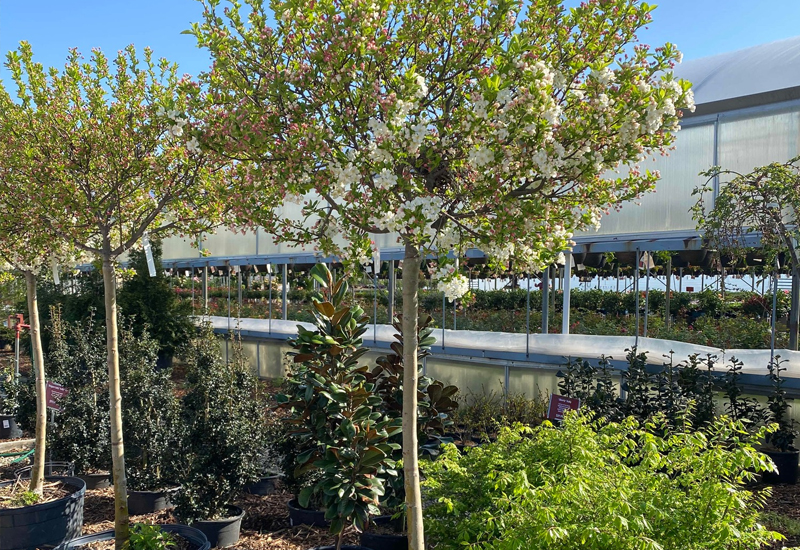 Potted Trees In Garden