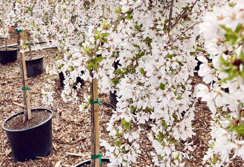 White Trees In Garden